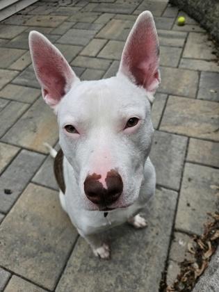 Finnie, Adoptable, Adult Male Pit Bull Terrier & Mixed Breed.