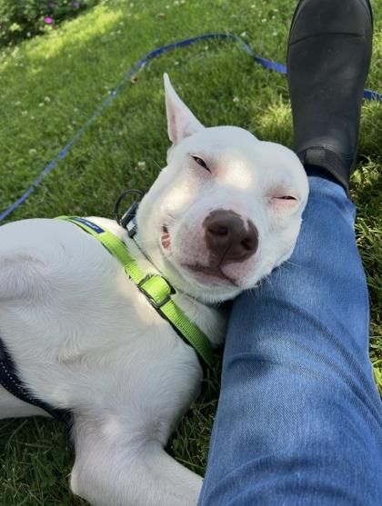 Finnie, Adoptable, Adult Male Pit Bull Terrier & Mixed Breed.
