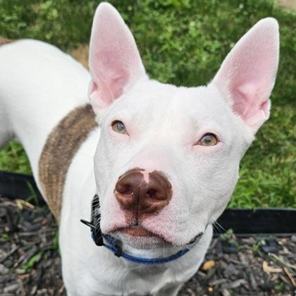 Enlarge Finnie, a Adoptable mixed breed in Scotia, NY image 2/3
