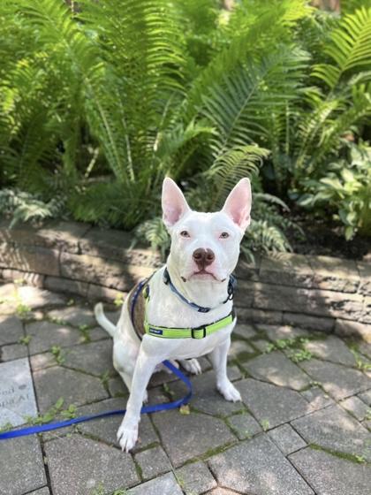 Enlarge Finnie, a Adoptable mixed breed in Scotia, NY image 2/3
