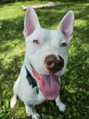 Enlarge Finnie, a Adoptable mixed breed in Scotia, NY image 3/3