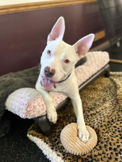 Enlarge Finnie, a Adoptable mixed breed in Scotia, NY image 3/3