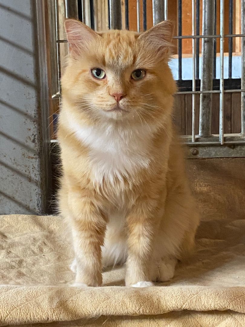 Enlarge Popcorn, a Adopted Domestic Long Hair in Paris, ON image 1/4