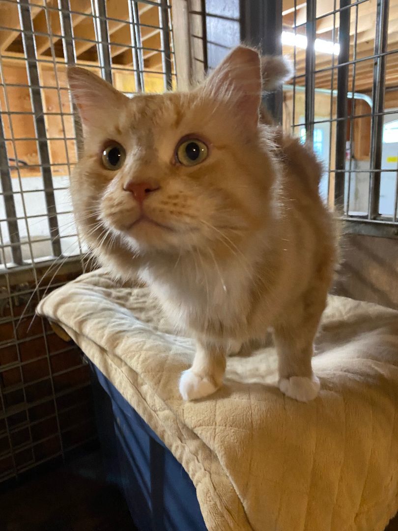 Enlarge Popcorn, a Adopted Domestic Long Hair in Paris, ON image 2/4