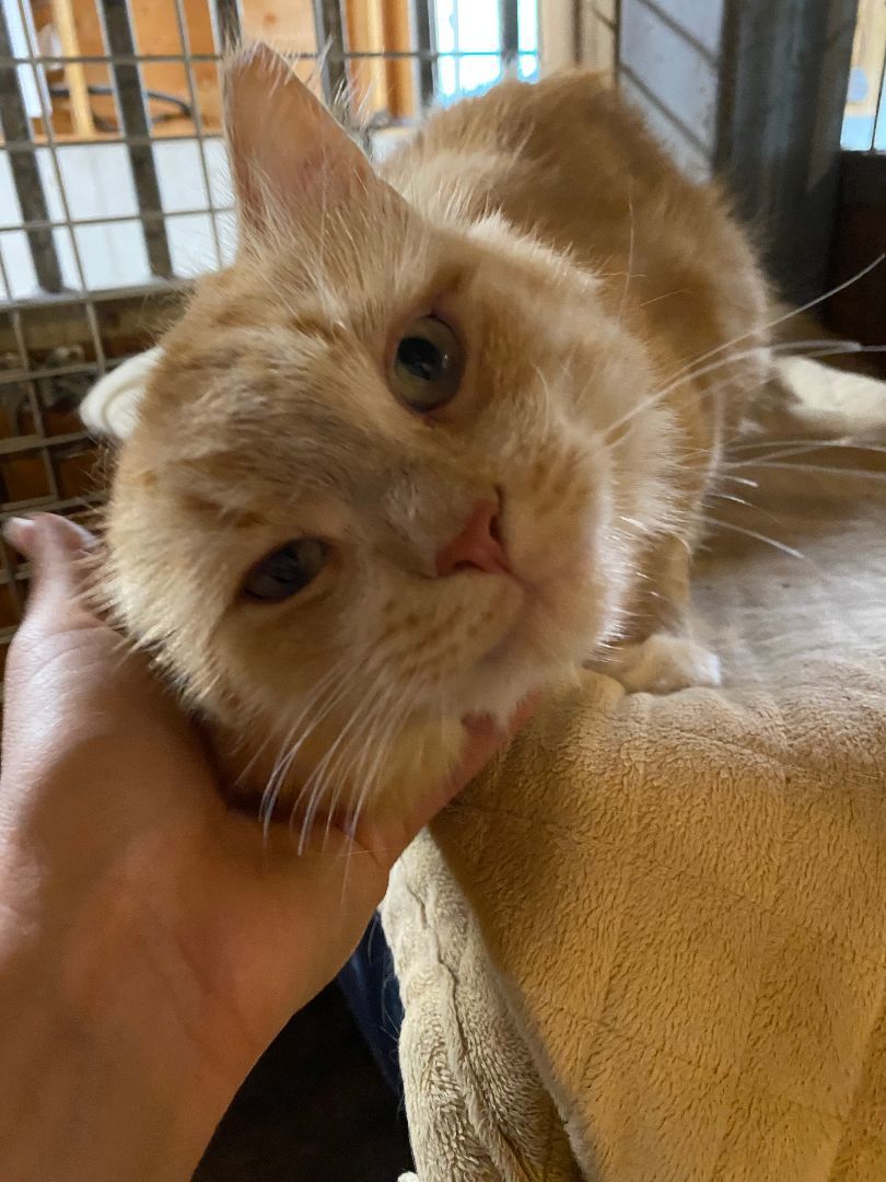 Enlarge Popcorn, a Adopted Domestic Long Hair in Paris, ON image 4/4