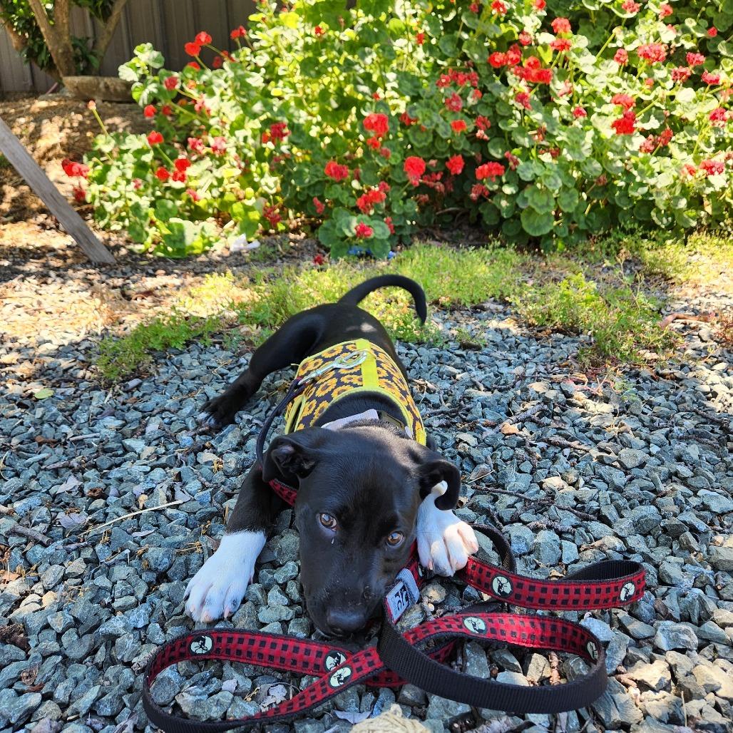 Playdoh - in foster, Adoptable, Puppy Female Mixed Breed.