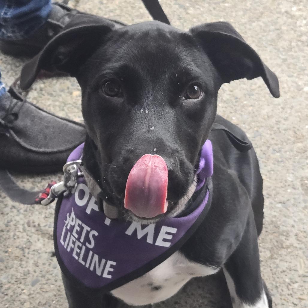 Playdoh - in foster, a Adoptable Mixed Breed in Sonoma, CA image 2/5