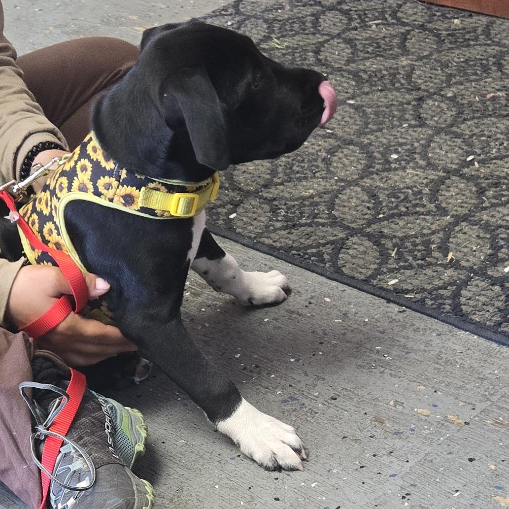 Playdoh (available in foster), Adoptable, Puppy Female Mixed Breed.