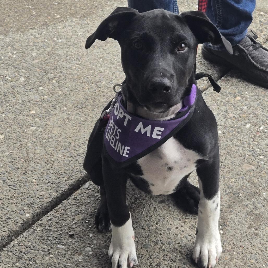 Playdoh - in foster, a Adoptable Mixed Breed in Sonoma, CA image 4/5
