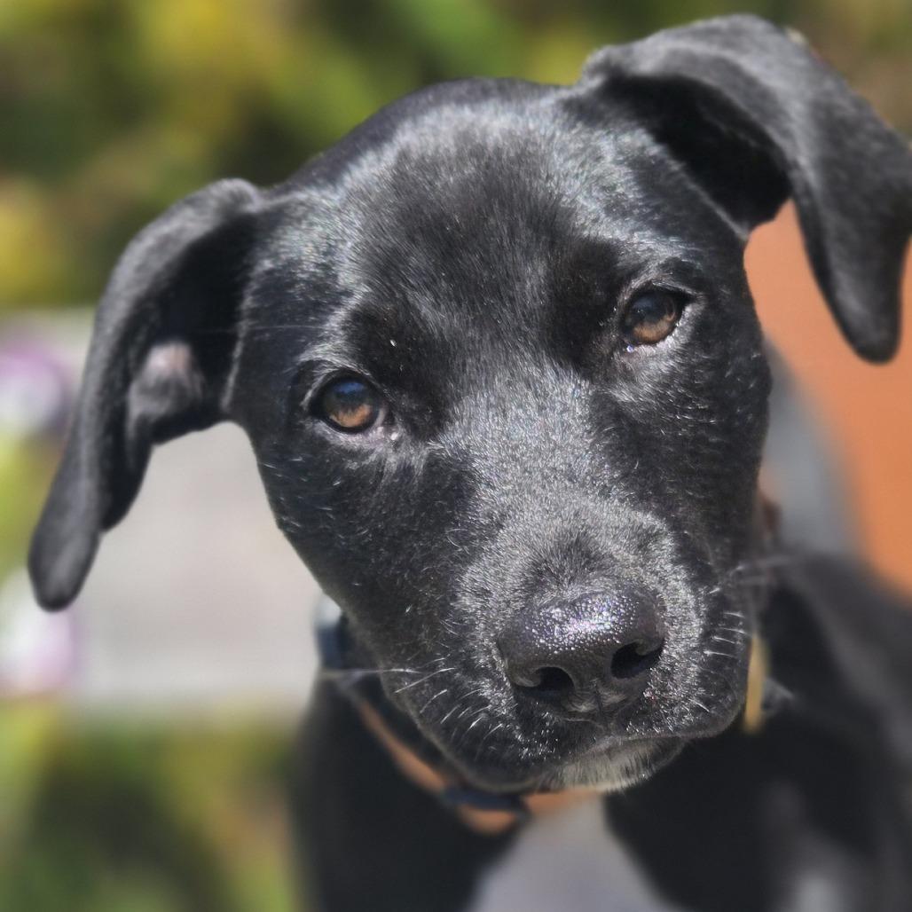 Enlarge Playdoh (available in foster), a Adoptable Mixed Breed in Sonoma, CA image 2/3