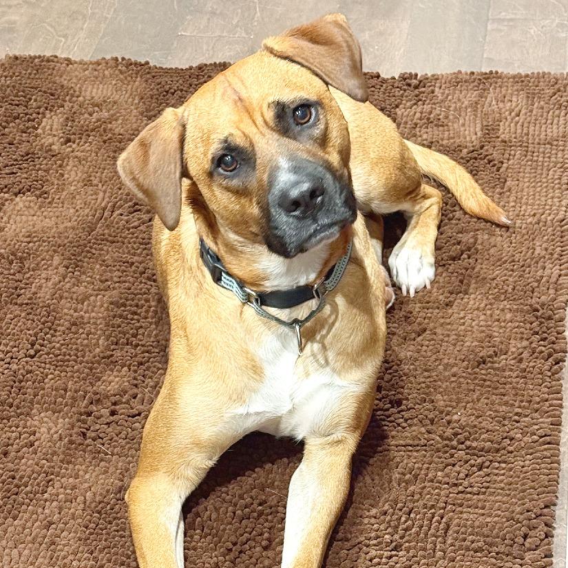 Enlarge Eddie, a Adoptable mixed breed in Flower Mound, TX image 1/6
