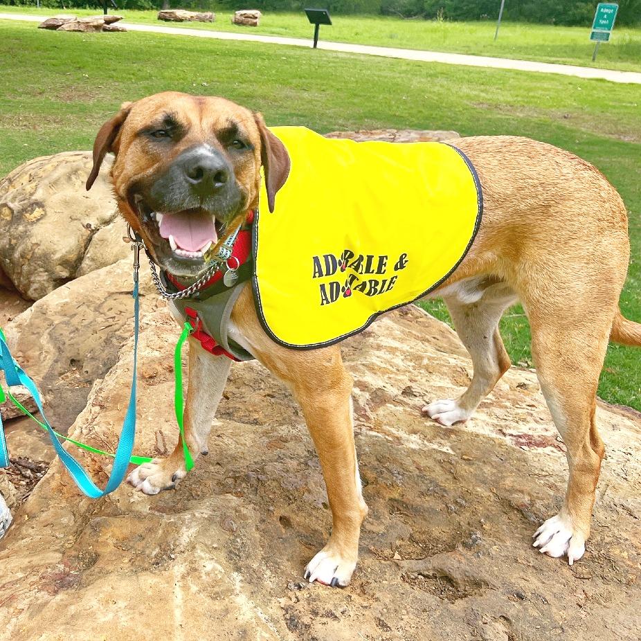 Enlarge Eddie, a Adoptable mixed breed in Flower Mound, TX image 1/6