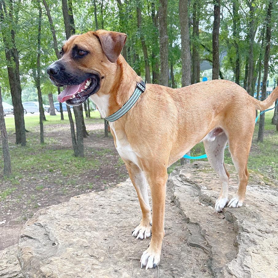 Enlarge Eddie, a Adoptable mixed breed in Flower Mound, TX image 2/6