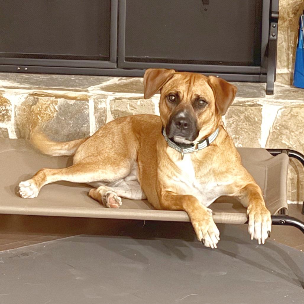 Enlarge Eddie, a Adoptable mixed breed in Flower Mound, TX image 3/6