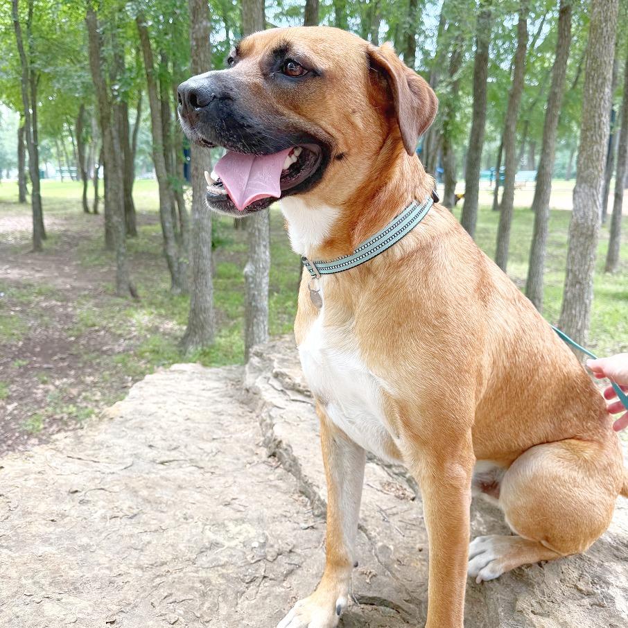 Enlarge Eddie, a Adoptable mixed breed in Flower Mound, TX image 4/6