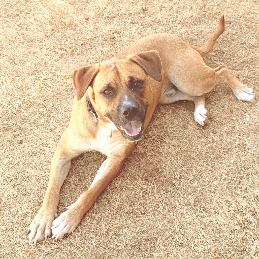 Enlarge Eddie, a Adoptable mixed breed in Flower Mound, TX image 2/4