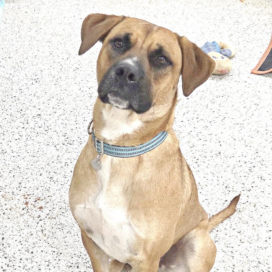 Eddie, Adoptable, Adult Male Boxer & Black Mouth Cur.