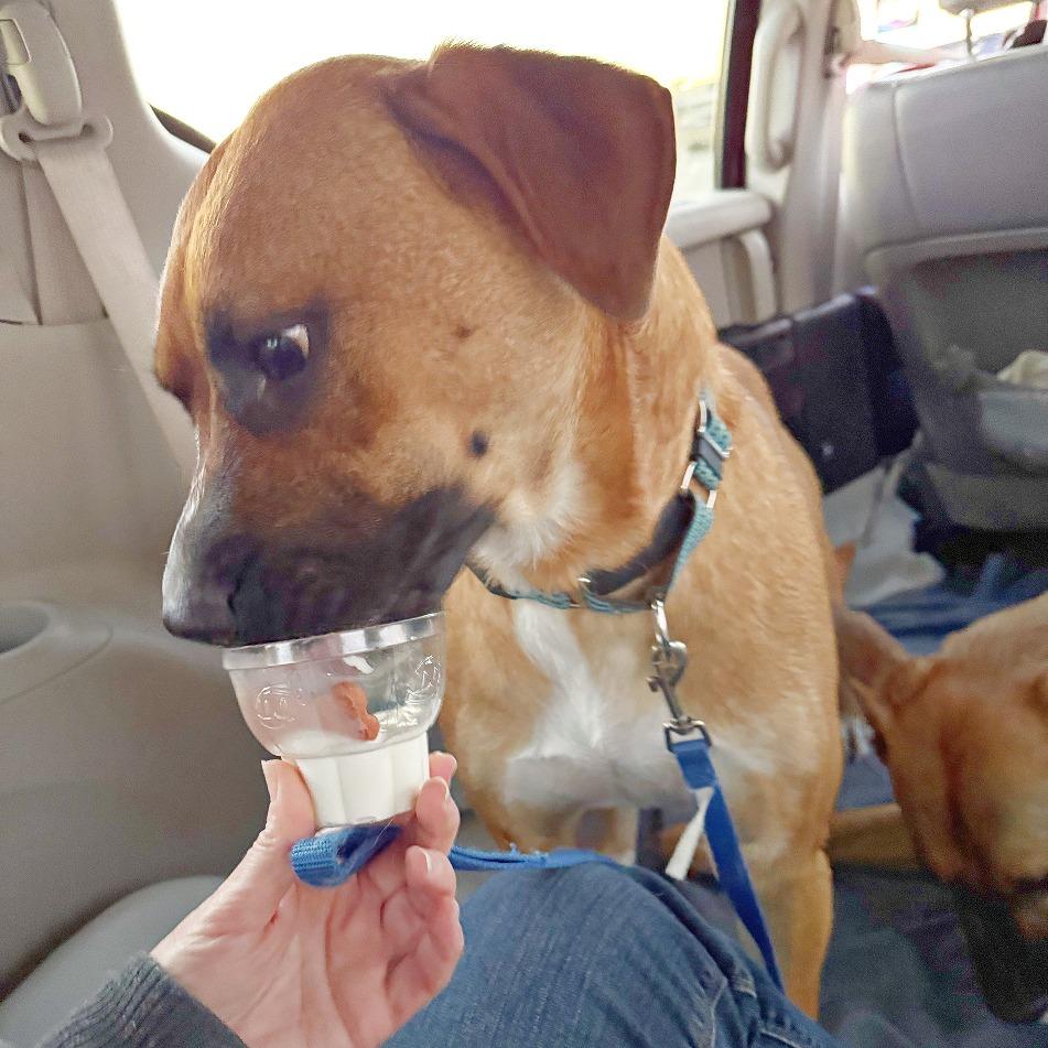 Enlarge Eddie, a Adoptable mixed breed in Flower Mound, TX image 4/4