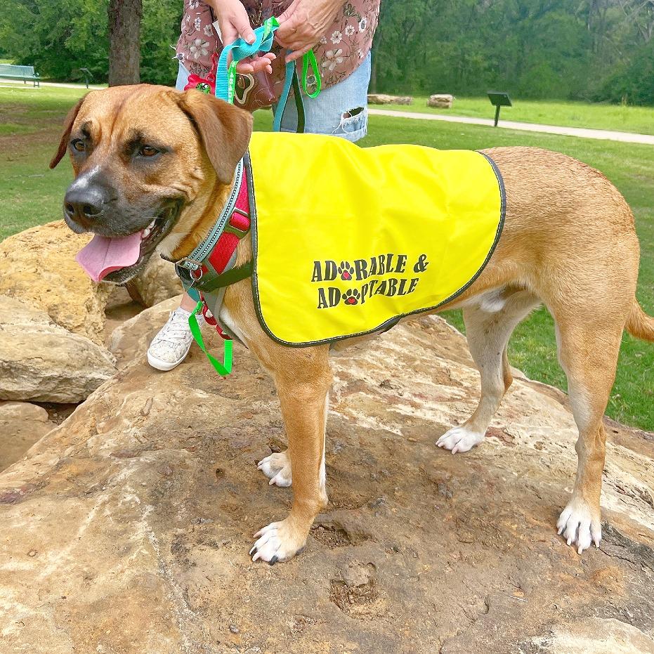Enlarge Eddie, a Adoptable mixed breed in Flower Mound, TX image 3/6