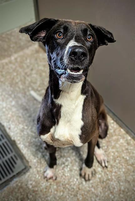 DIX, Adoptable, Adult Male Plott Hound & Great Dane.