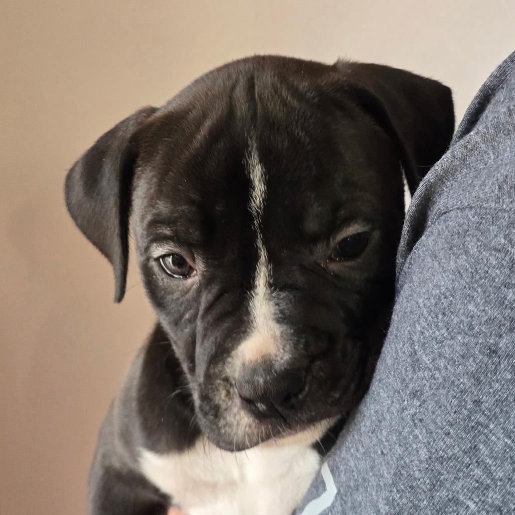 Bubba, Adoptable, Puppy Male Mixed Breed.