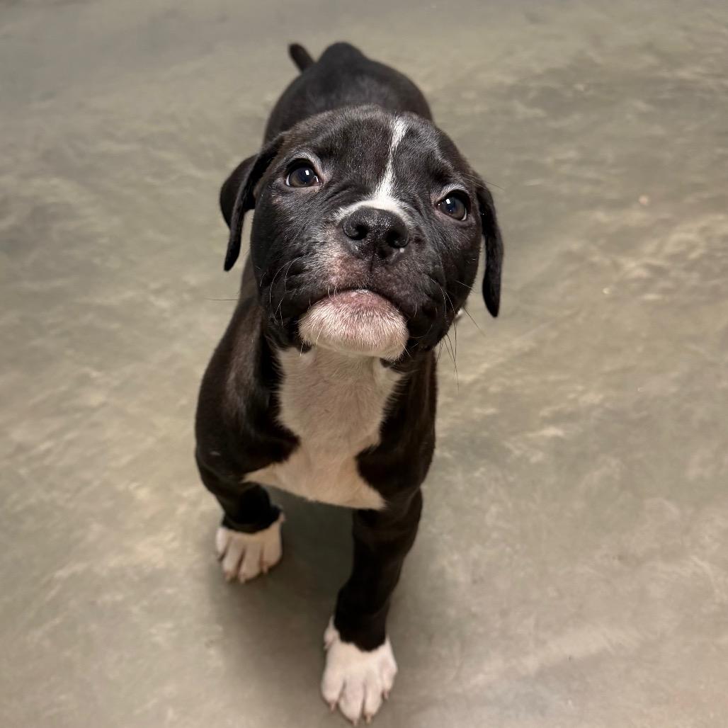 Enlarge Bubba, a Adoptable Mixed Breed in DeKalb, IL image 2/5