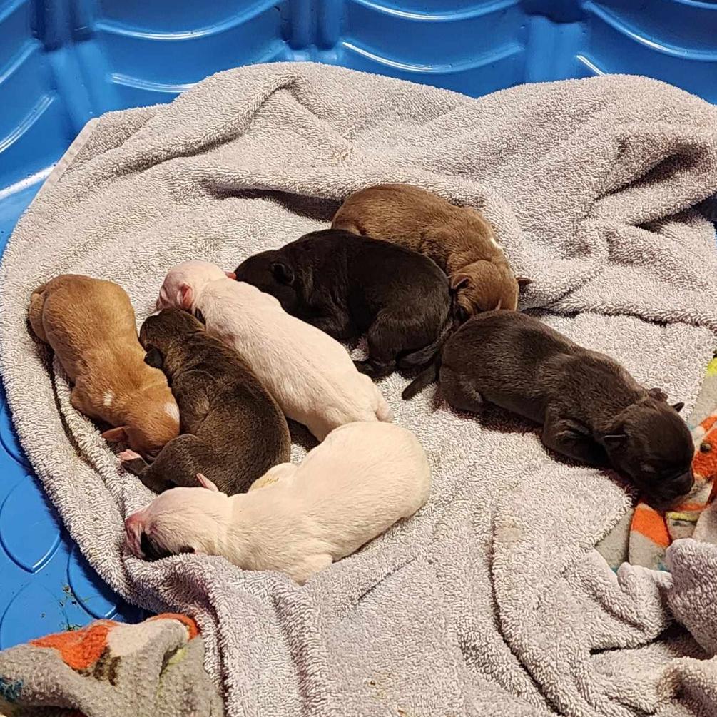 Enlarge Bubba, a Adoptable Mixed Breed in DeKalb, IL image 3/5