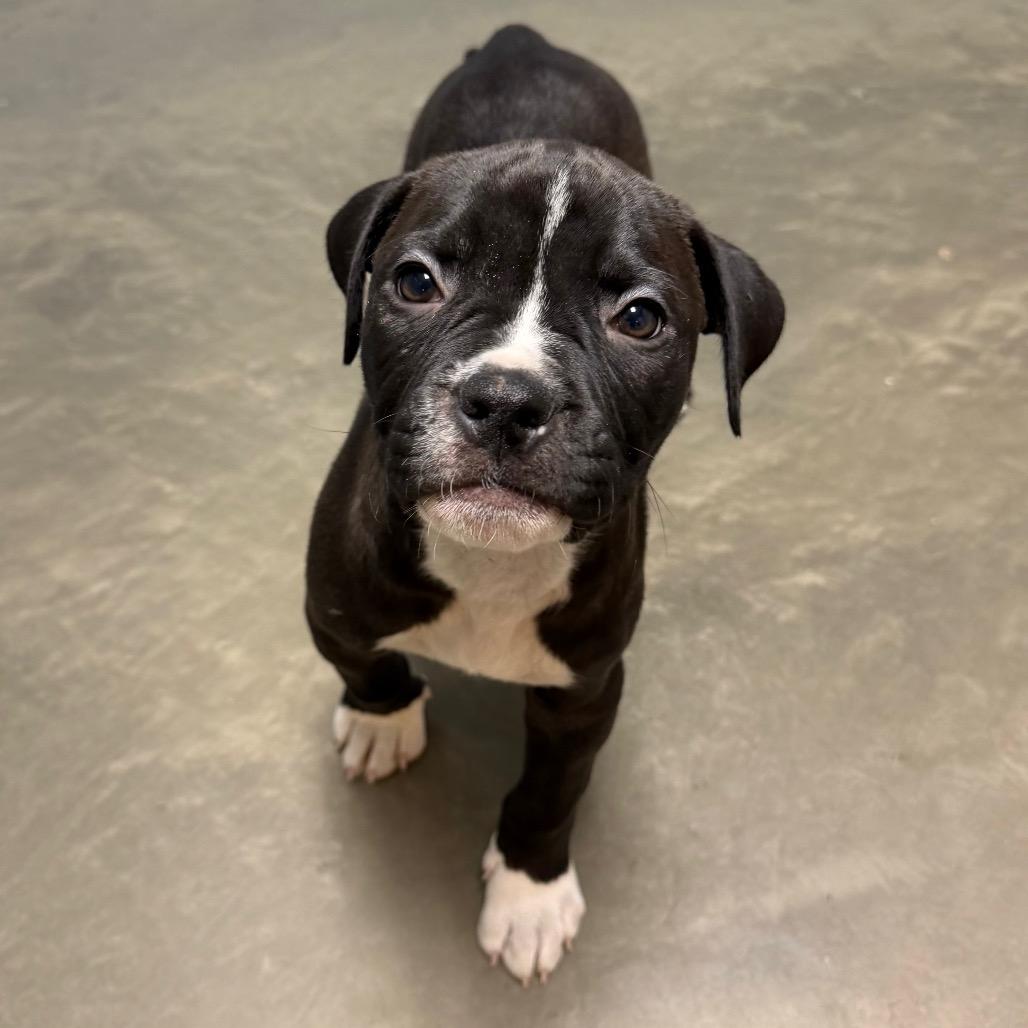 Enlarge Bubba, a Adoptable Mixed Breed in DeKalb, IL image 4/5