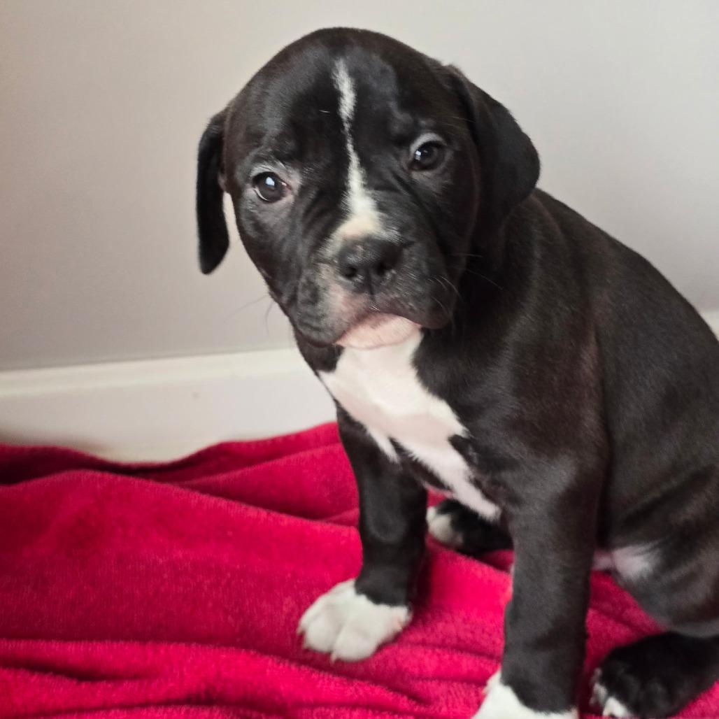 Enlarge Bubba, a Adoptable Mixed Breed in DeKalb, IL image 5/5