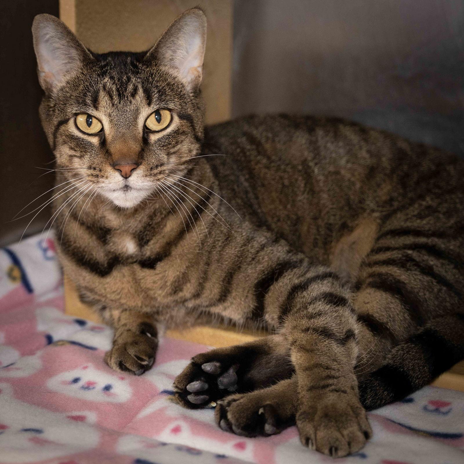 Willow, Adoptable, Young Male Domestic Short Hair.