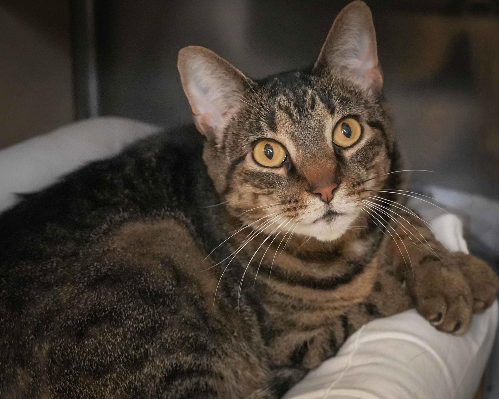 Enlarge Willow, a Adoptable Domestic Short Hair in Wilmington, NC image 2/2