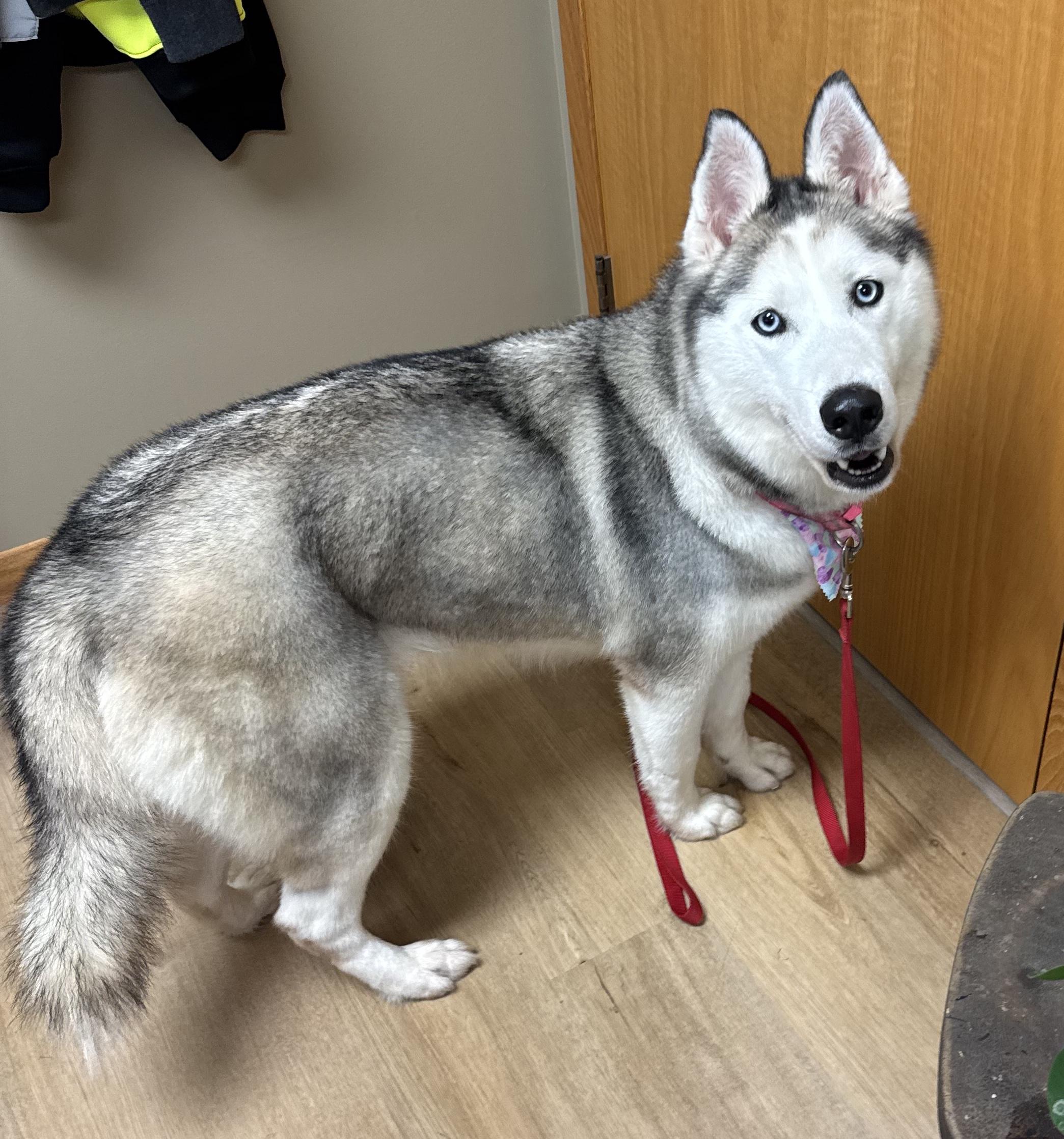 TOPAZ TREASURE - JJ (ALGONA IOWA), a Adoptable Husky in ALGONA, IA image 1/4