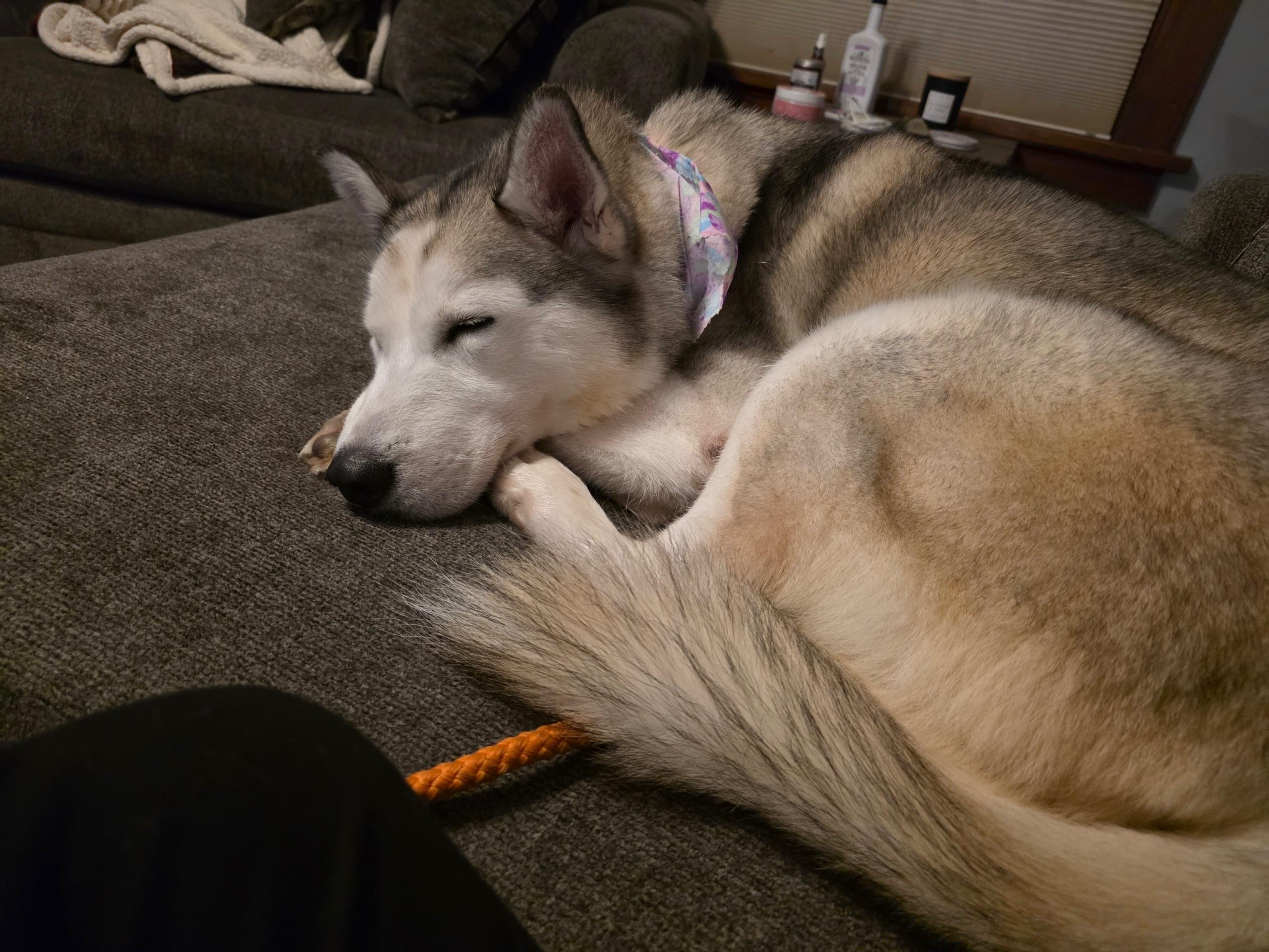 TOPAZ TREASURE - JJ (ALGONA IOWA), a Adoptable Husky in ALGONA, IA image 2/4