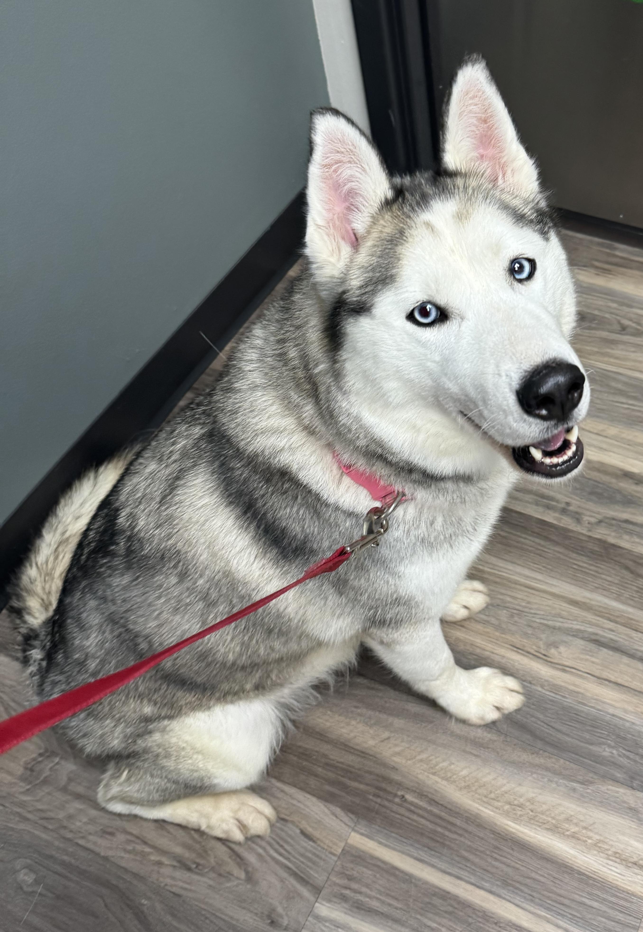 TOPAZ TREASURE - JJ (ALGONA IOWA), a Adoptable Husky in ALGONA, IA image 3/4