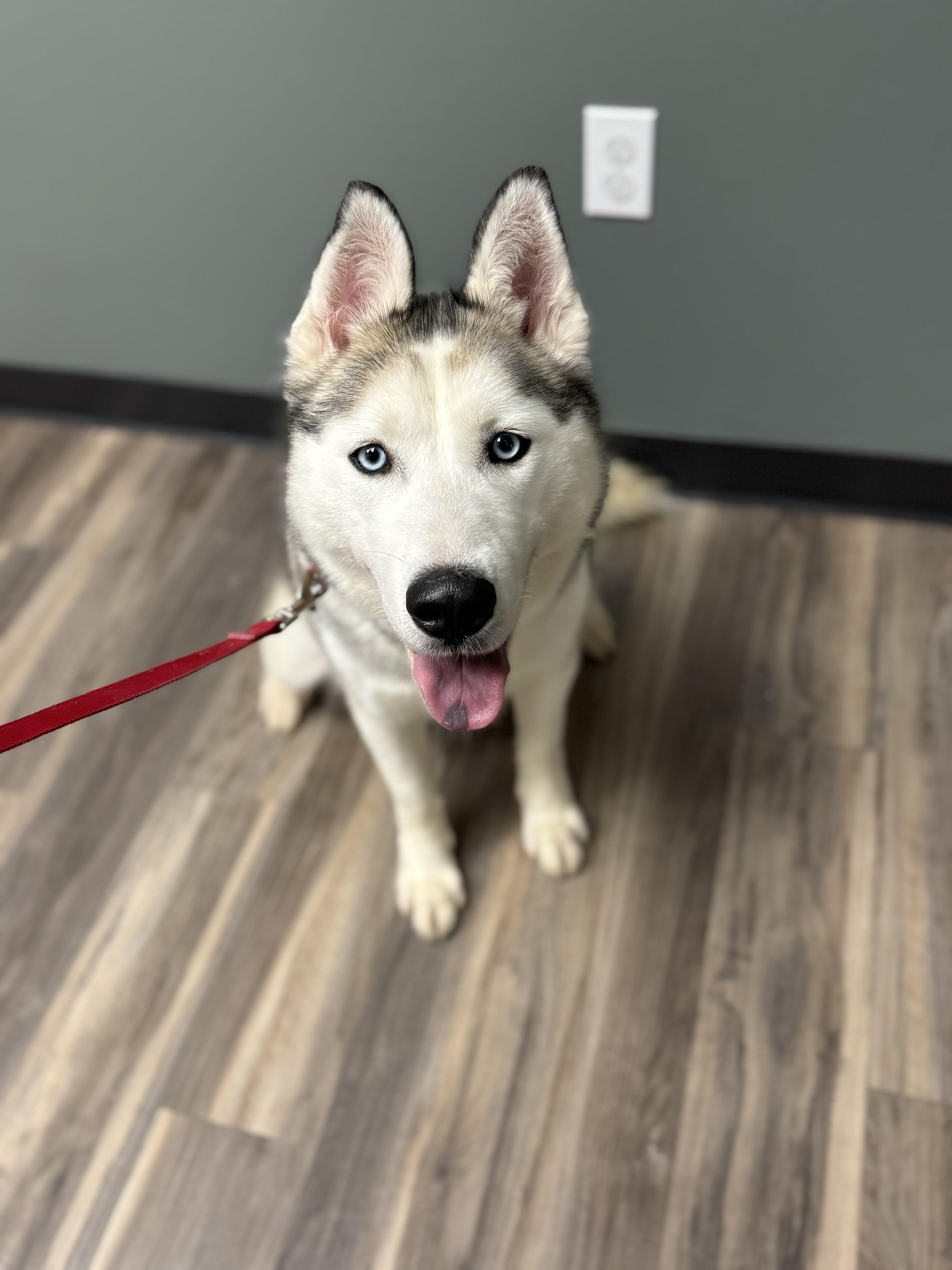 TOPAZ TREASURE - JJ (ALGONA IOWA), a Adoptable Husky in ALGONA, IA image 4/4