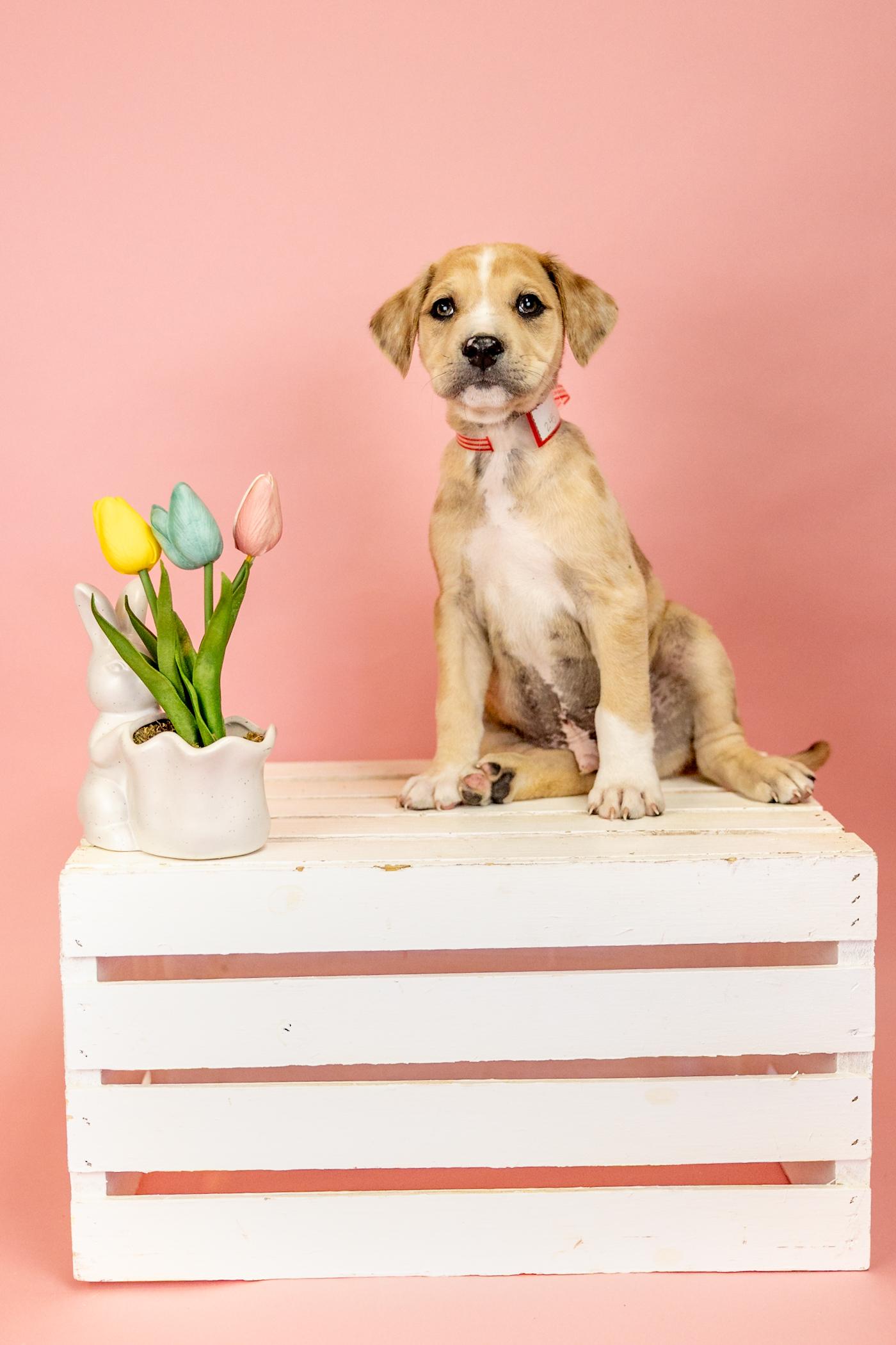 245-26, ADOPTABLE, Puppy Male Labrador Retriever & Hound.