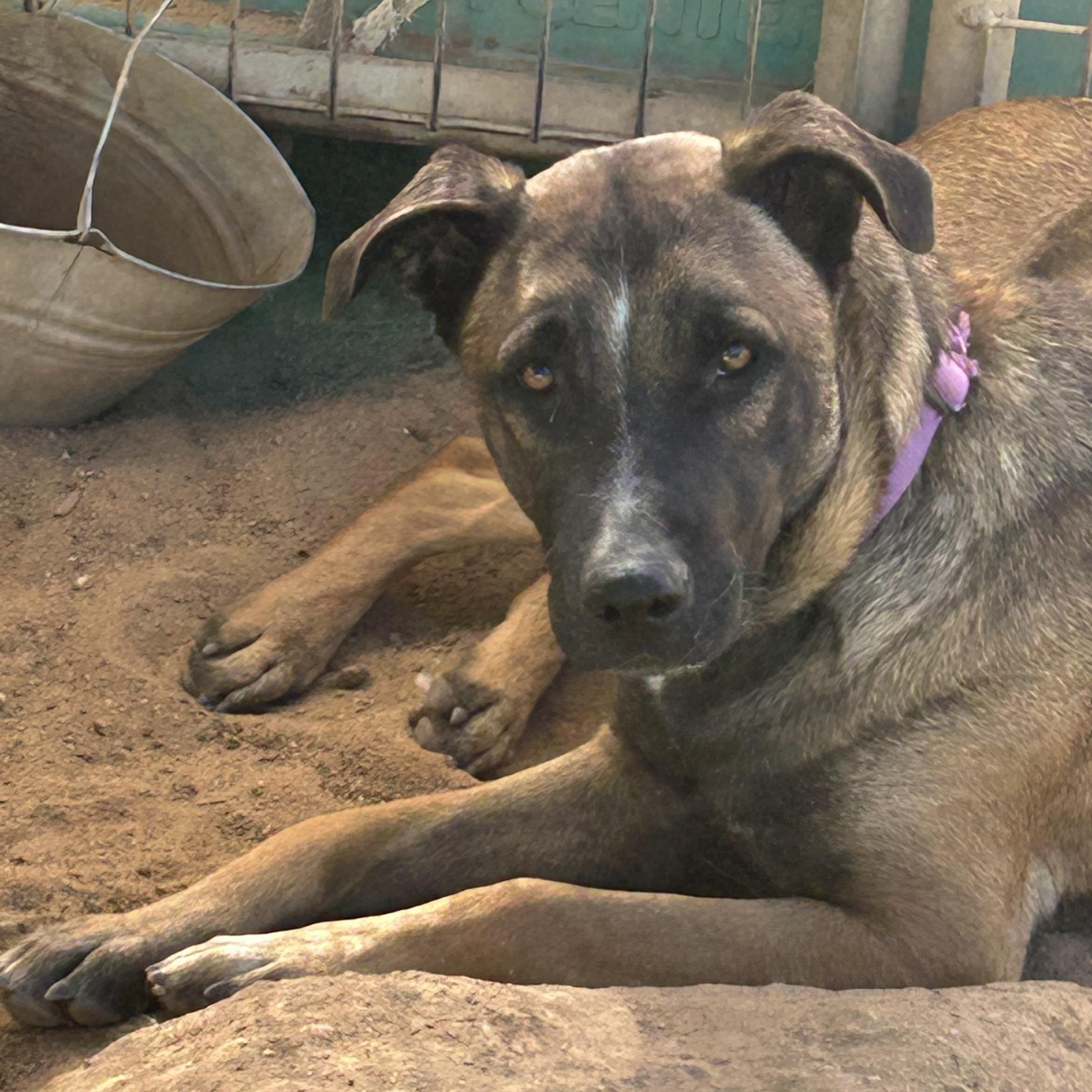 MILO, Adoptable, Young Male German Shepherd Dog & Belgian Shepherd / Malinois.