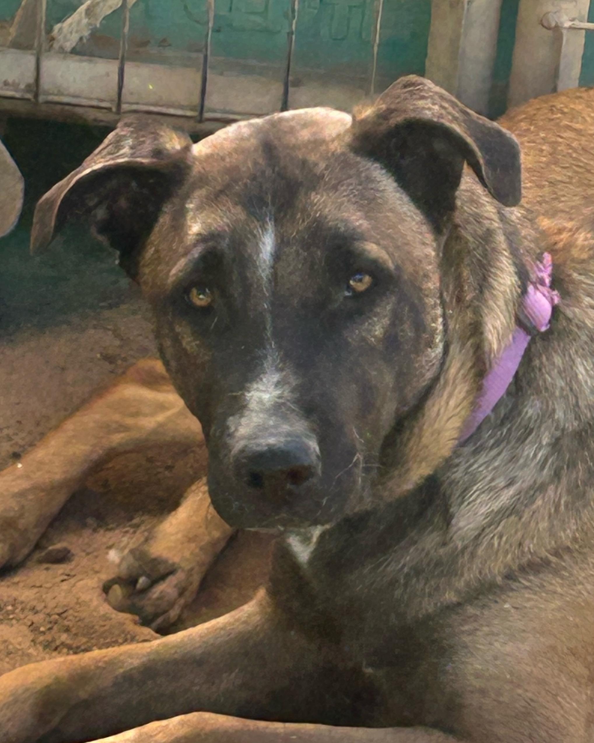 MILO, Adoptable, Young Male Belgian Shepherd / Malinois & German Shepherd Dog.