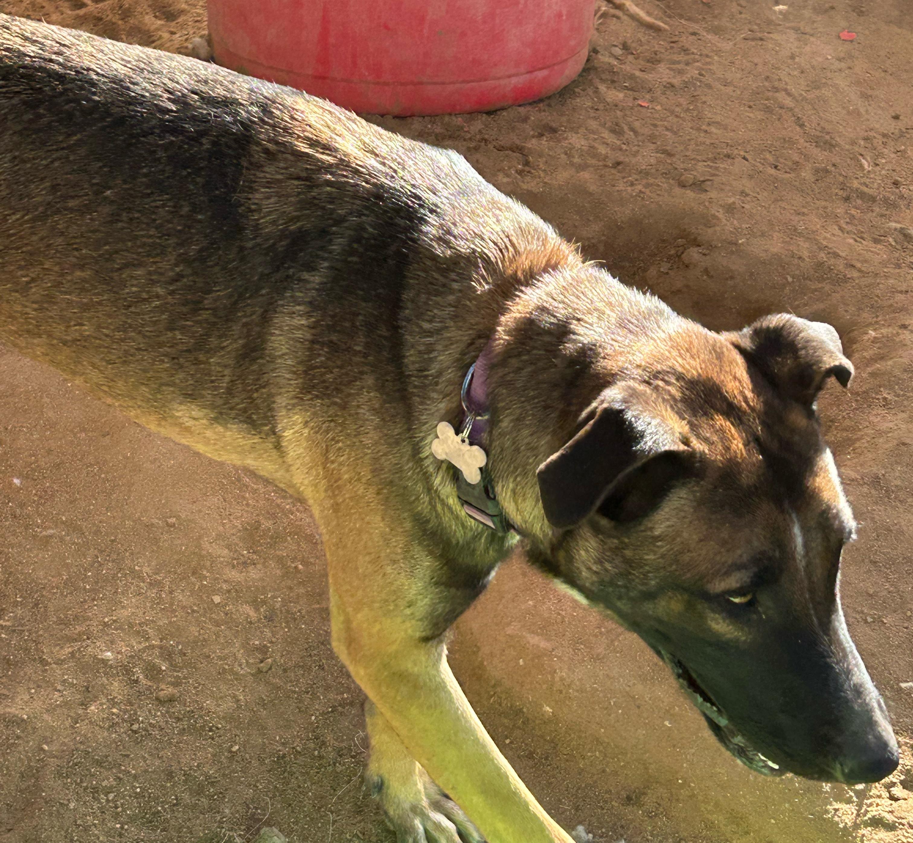 Enlarge MILO, a Adoptable mixed breed in Norco, CA image 3/4