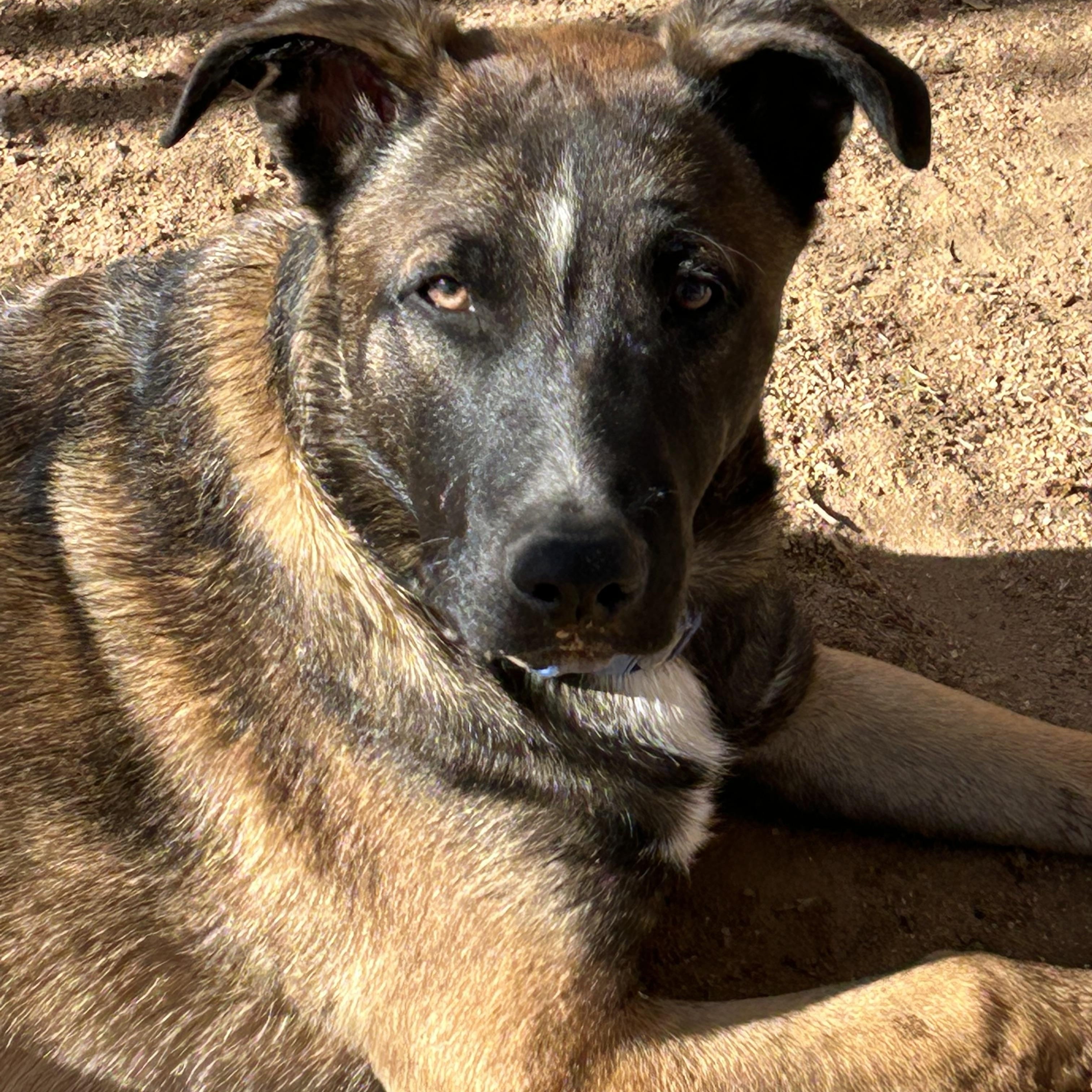 Enlarge MILO, a Adoptable mixed breed in Norco, CA image 4/4