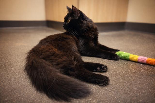 Enlarge Maui, an adopted Domestic Medium Hair in Los Angeles, CA image 3/4