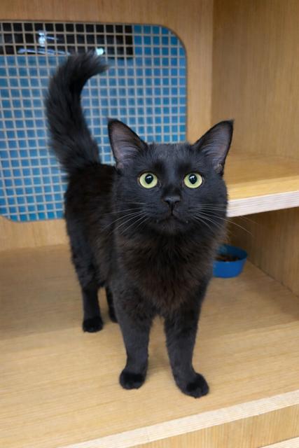 Enlarge Maui, an adopted Domestic Medium Hair in Los Angeles, CA image 1/4