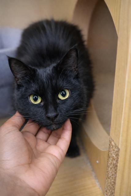 Enlarge Maui, an adopted Domestic Medium Hair in Los Angeles, CA image 2/4