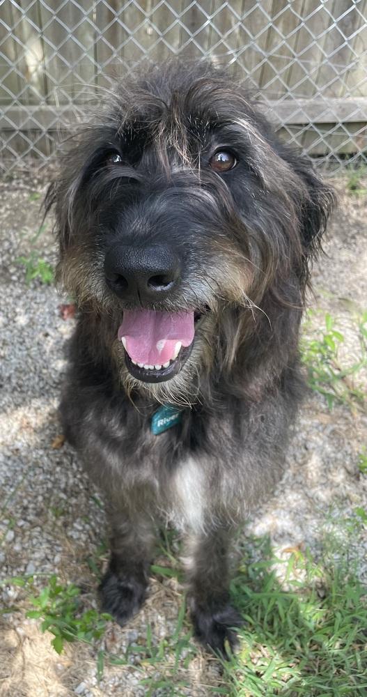 Enlarge River, a Adoptable mixed breed in Bartlesville, OK image 1/2