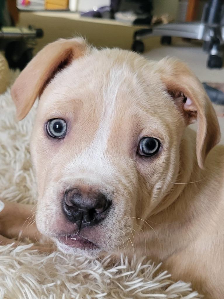 Tofu (kna Kyon), Adopted, Puppy Male Terrier & Boxer.