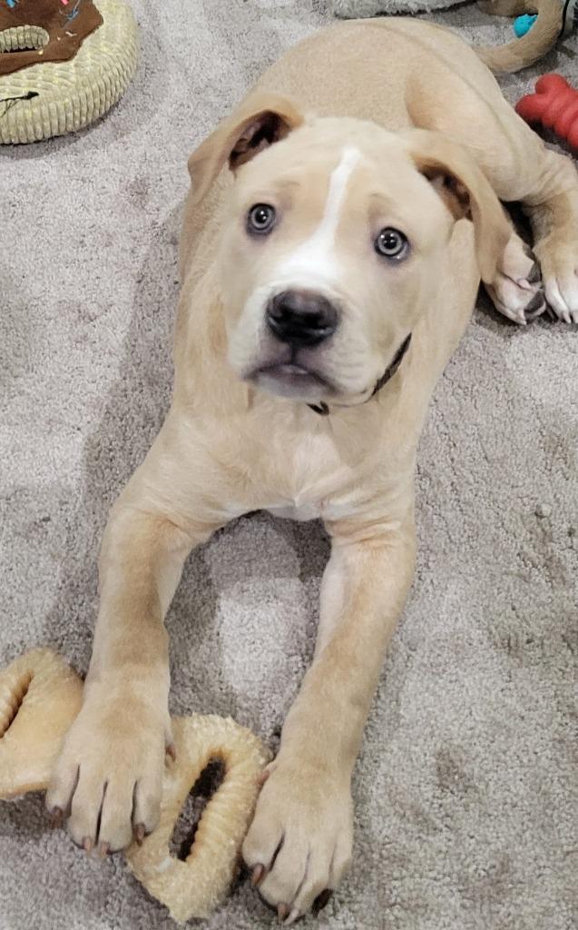 Enlarge Tofu (kna Kyon), a Adopted mixed breed in Indianola, IA image 2/3