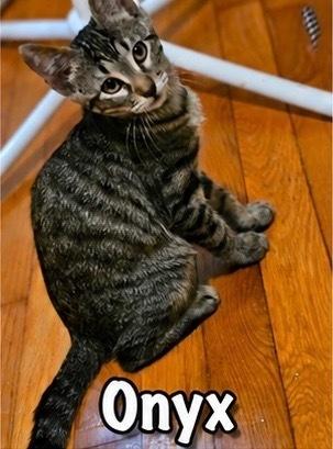 Onyx, Adoptable, Kitten Female Domestic Short Hair.