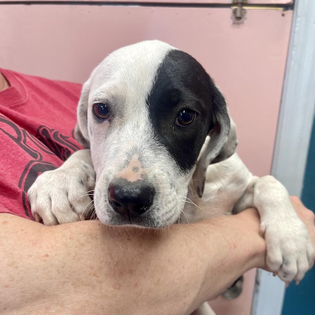 (Vet ?) Honeydew, Adoptable, Puppy Female Mixed Breed.