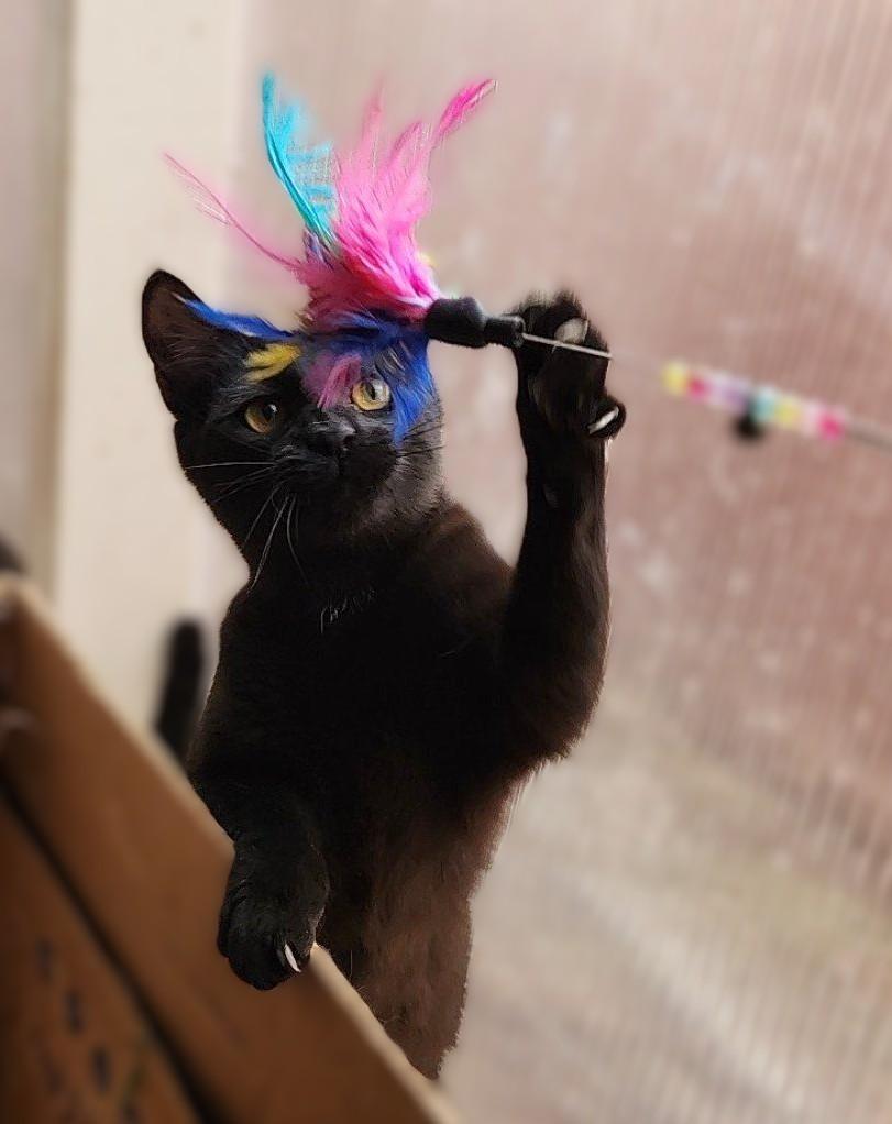 Blackberry, a Adoptable mixed breed in Mt View, CA image 2/6