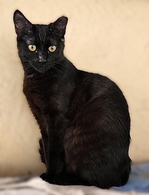 Blackberry, a Adoptable mixed breed in Mt View, CA image 3/6